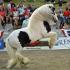 Feathered Horses at GCHS